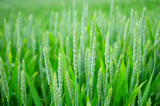 Herbicyd Trojśkładnikowy do Zbóż – Fundamentum 700 – Skuteczna Ochrona Roślin